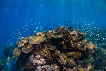 Great Barrier Reef, Underwater Image Of Coral Reef, Colorful Coral Reefscape