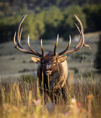 Large imperial Rocky Mountain bull elk (cervus canadensis) lip curling in meadow during fall elk rut Rocky Mountain National Park, Colorado