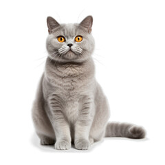 saksorn99_British_Shorthair_cat_cute_smiling_whole_body_high