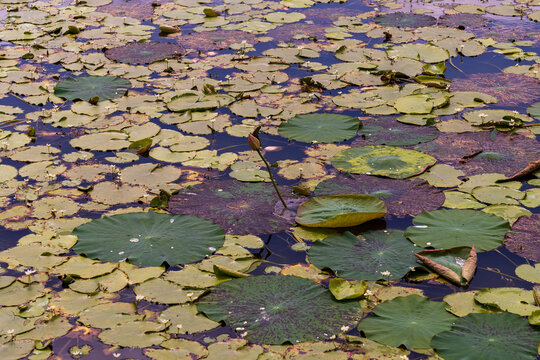 Lake With Lotos Flowers, pond with pink blooming flowers