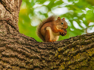 Red squirrel eating © Boubacar