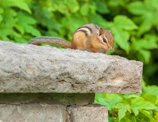 Very nice Eastern chipmunk © Boubacar