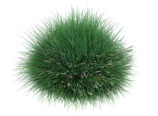 Various types grass and small plants isolated	