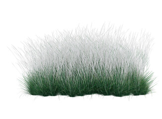 white fluffy grass