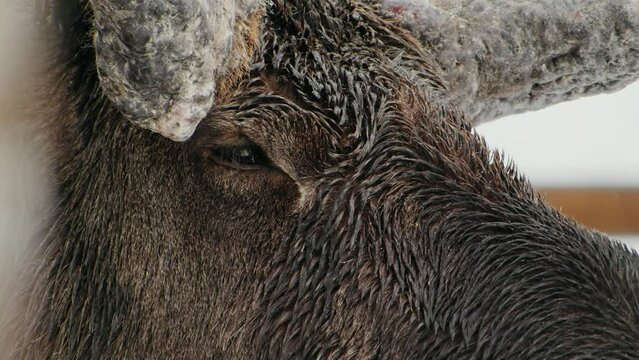 Extreme close up of a face of a Moose or Elk (Alces Alces).