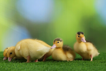 Cute fluffy ducklings on artificial grass against blurred background, closeup. Baby animals