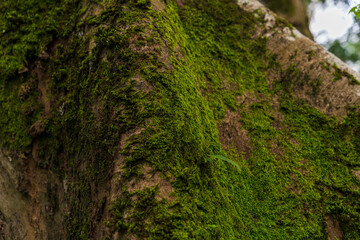 green moss on tree in the forest.