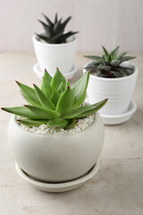 Beautiful succulent plants in pots on light gray table