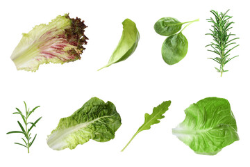 Set with greens isolated on white. Rosemary, leaves of lettuce, spinach, basil and arugula