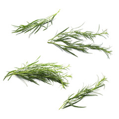 Set with green tarragon isolated on white