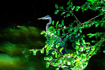 Heron in bushes