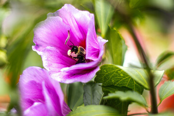 bee on a flower