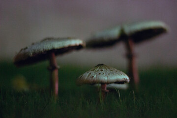mushrooms in the grass