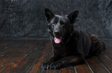 black german shepherd on a dark background