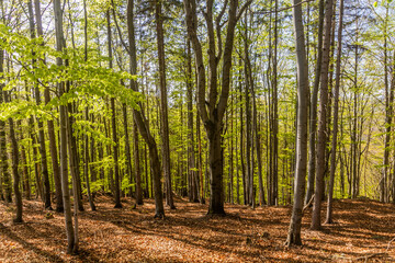 View of a forest near Semily, Czechia