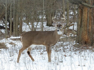 whitetail deer