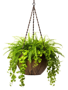 Hanging Plant Isolated on Transparent Background
