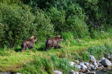 Brown bear cubs walking on the bank of lower Brooks River, Katmai National Park, Alaska
