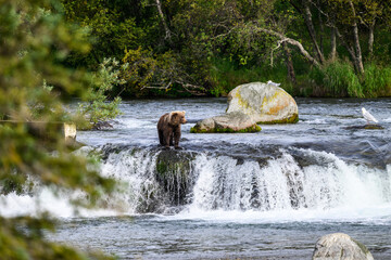 Brown bear cub on the lip of Brooks Falls, Katmai National Park, Alaska

