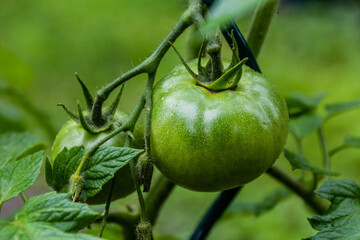 Green unripe tomatoes on a plant