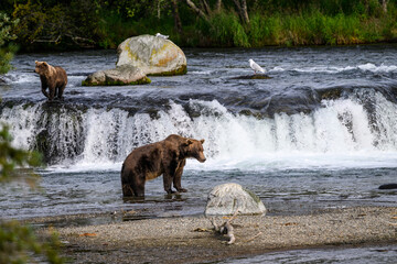 Brown bear cub on the lip of Brooks Falls, adult brown bear below, Katmai National Park, Alaska
