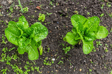 Young pak choi plants in a garden patch