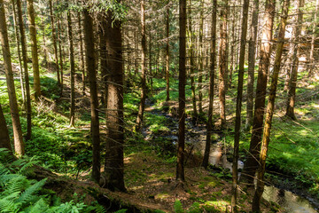 Fototapeta na wymiar Forest in Brtnicky potok valley in Bohemian Switzerland, Czech Republic