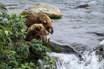 Brown bear cubs laying down on the edge of the Brooks River, Katmai National Park, Alaska  © knelson20