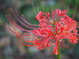 秋の花　彼岸花　アップ