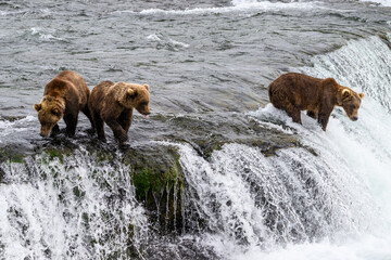 Brown bear mother and cubs standing on the lip of Brooks Falls fishing, Katmai National Park, Alaska
