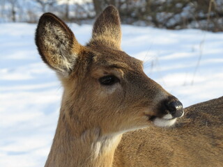 whitetail deer