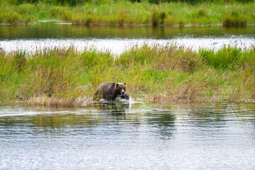 Brown bear fishing for salmon in tall grass in the lower Brooks River, Katmai National Park, Alaska
