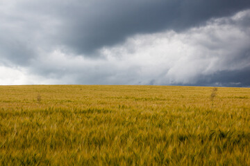 Barley field in a stormy weather, Czech Republic