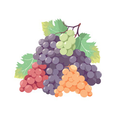 Juicy grape bunch, ripe and fresh nature
