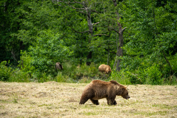 grizzle bears in the forest and a meadow