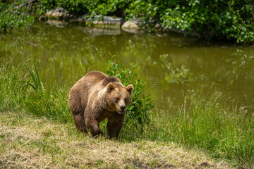 large grizzly bear walking along a pond in the grass