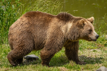 large grizzly bear walking along a pond in the grass