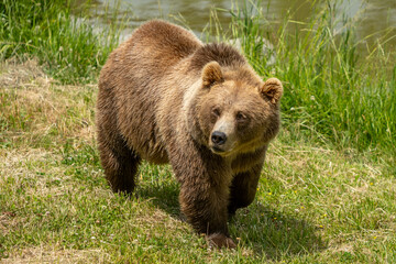 large grizzly bear walking along a pond in the grass