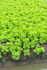 Rows of Lettuce, Healthy vegetable farm concept. 