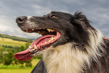 Detail of Collie breed dog