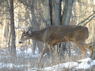 whitetail deer