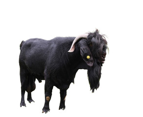 Male goat isolated object, transparent background