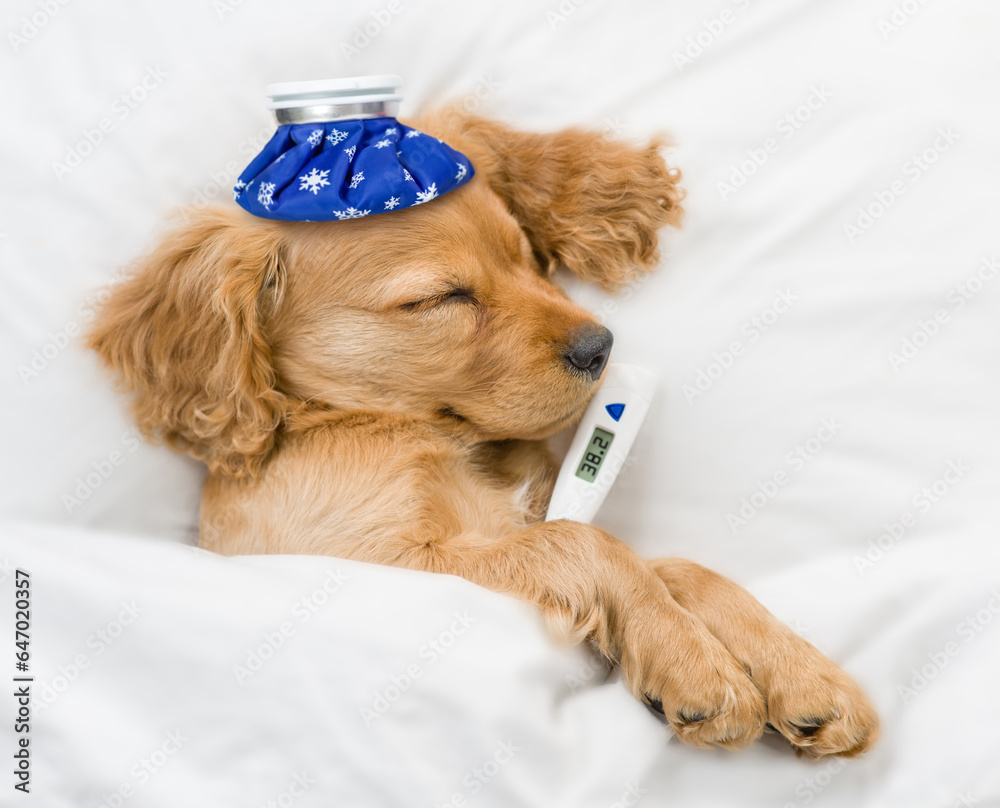 Poster sick eared english cocker spaniel puppy sleeps on a bed at home with thermometer and with ice bag or