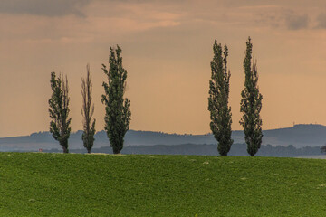 Evening view of fields and poplar trees near Kolin, Czech Republic