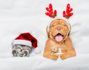 Happy mastiff puppy dressed like santa claus reindeer  Rudolf sleep with cozy kitten under white blanket at home. Top down view