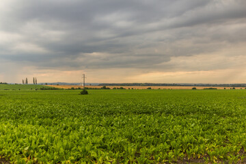 Fototapeta na wymiar Evening view of fields near Kolin, Czech Republic