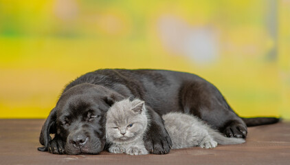 Sleepy Black labrador puppy hugs  tiny kitten at summer park