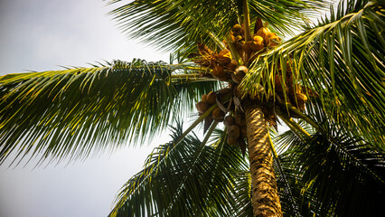 Fototapeta premium delicious and refreshing coconuts on the beach