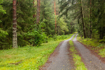 Forest path near the southernmost point of the Czech Republic
