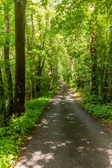 Forest path near Rozmberk nad Vltavou village, Czech Republic